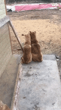 乔杉|“乔杉洗脚城被抓了,会像海波一样退出演艺圈吗?”