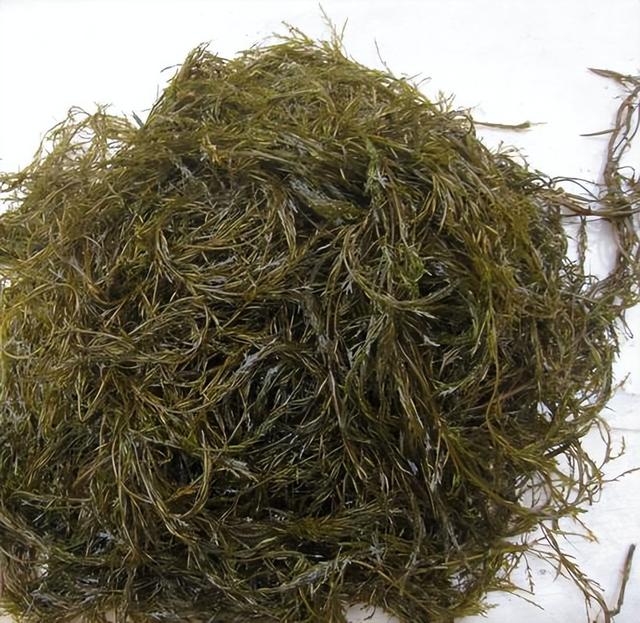 红薯|我国瞧不上的“野菜”,却被日本大量进口,还称其为“长寿菜”?