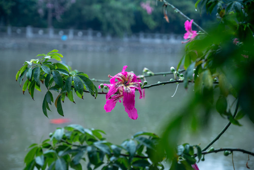 广州市|广州鹅掌坦异木棉花盛开，邂逅春天的浪漫花海