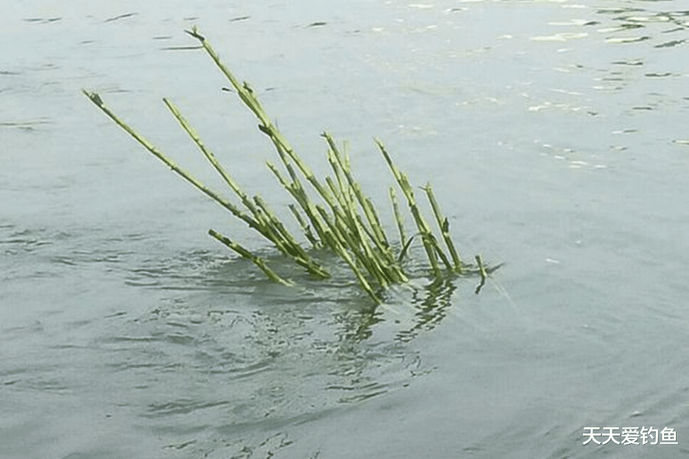 |野钓草鱼“3步法”，用好这些招数，大小草鱼一网打尽