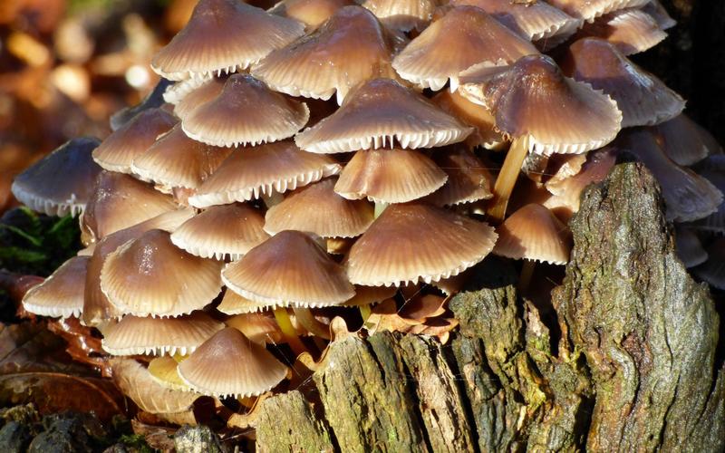 西兰花|建议中年女性:别太节俭,5种“冠军菜”要多吃,应季美味营养足