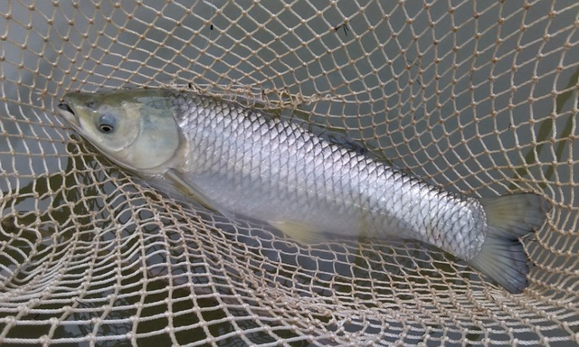 夏末秋初野钓草鱼攻略,双水层钓法效率高