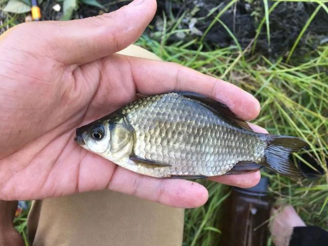 鲫鱼|天一热鲫鱼就不咬钩了?不是不咬钩,而是你错过了鱼咬钩的时间