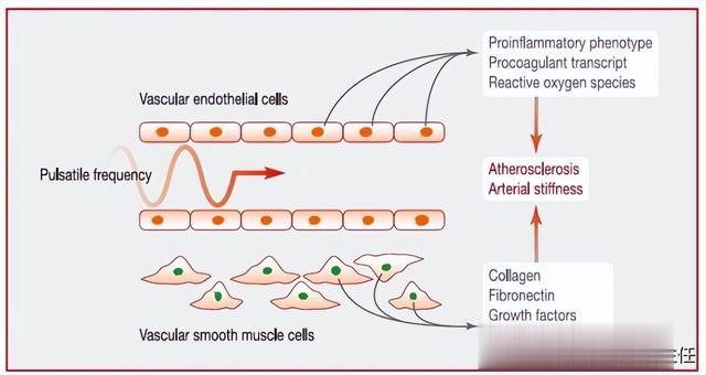 血压高，要先控制“心率”？若心跳不低于这个范围，不用太担心