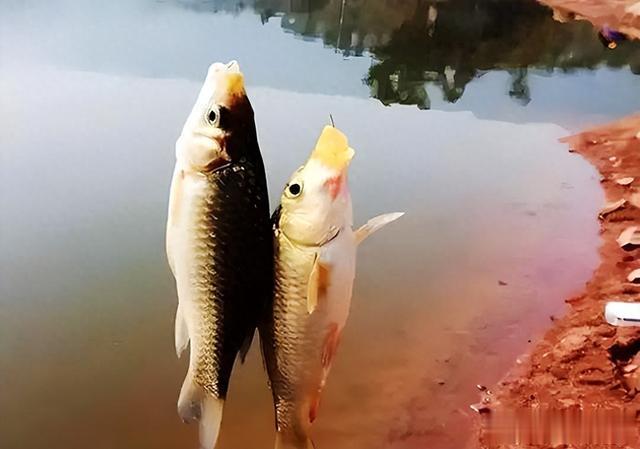 立冬过后，如何垂钓不放炮？