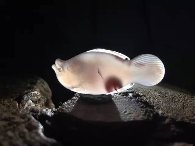 南红玛瑙冰飘挂件，怎么选才靠谱？
