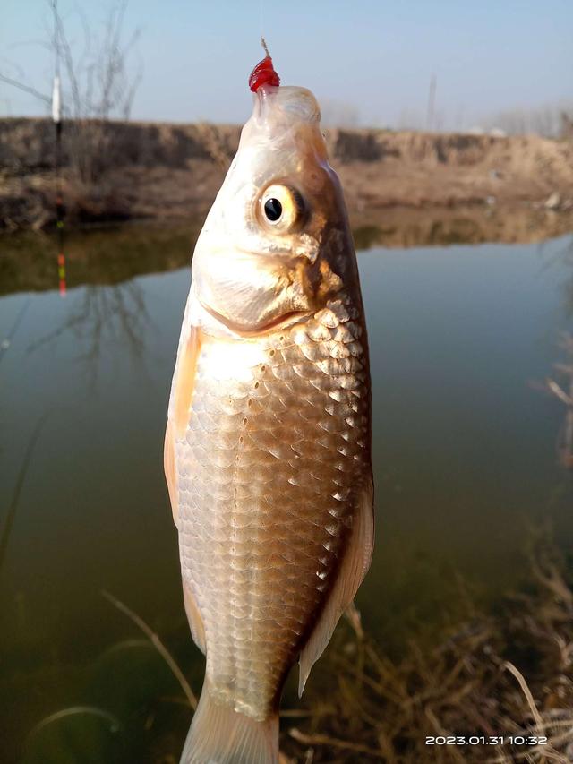 鲫鱼|冬尾冰融探鱼口，个头整壮值得守。