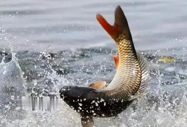 空军|再次野钓黄河,忙活一整天,空军了,内附参考经验