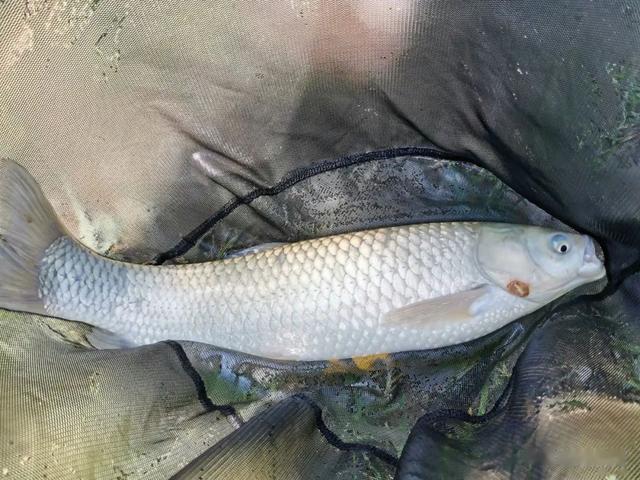 玉米|草鱼窝料速成法,只需添加2种佐料,就能大大增加窝料的诱惑力