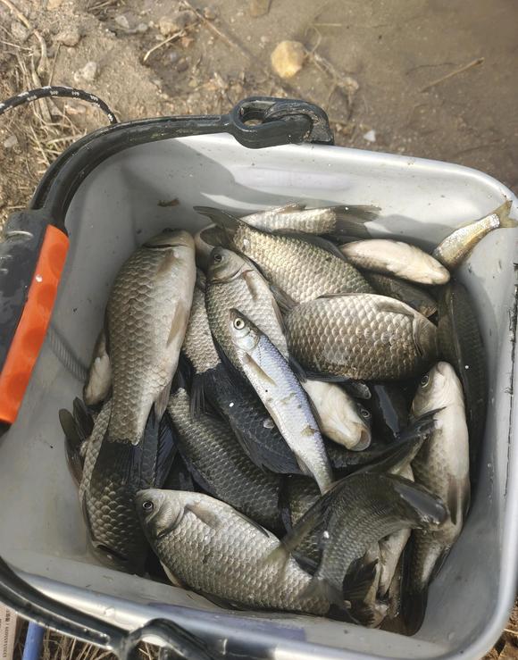 饵料|春季野钓酒米运用技巧,效果提升一倍