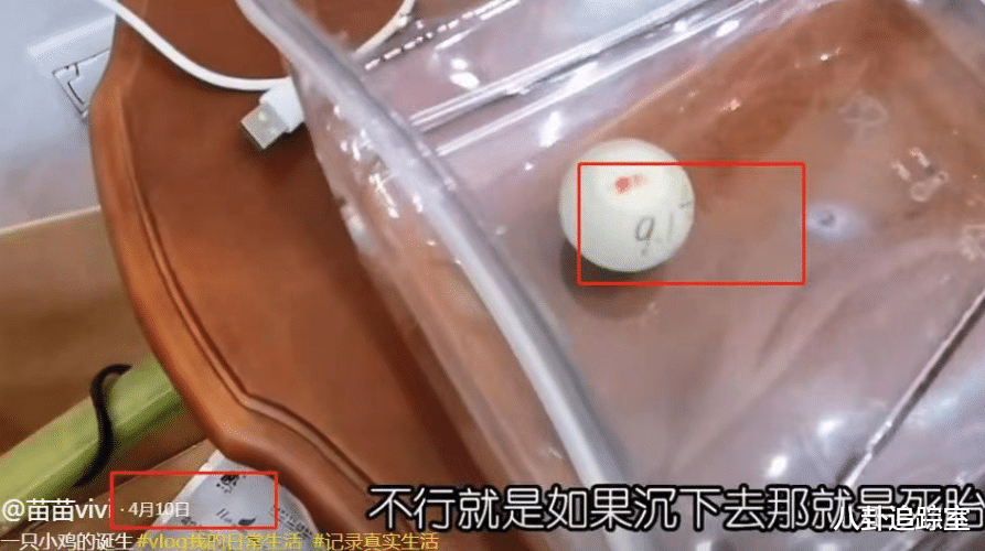 苗苗|苗苗被曝三胎早产生女，疑二胎产后3月怀孕，郑恺酒吧嗨玩未陪产