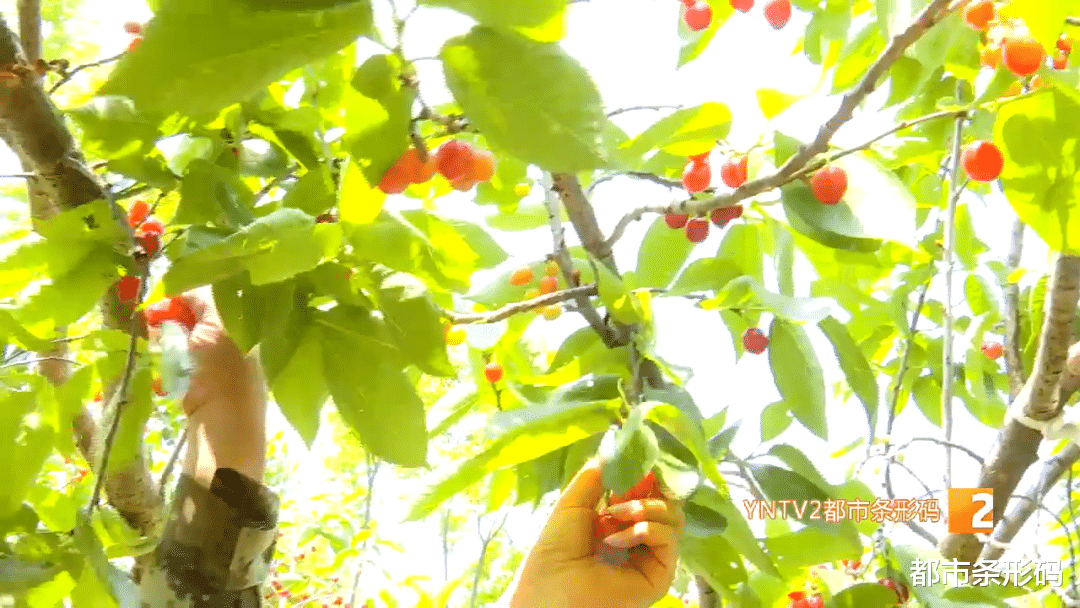 翡翠|好甜!“红玛瑙”上市啦!