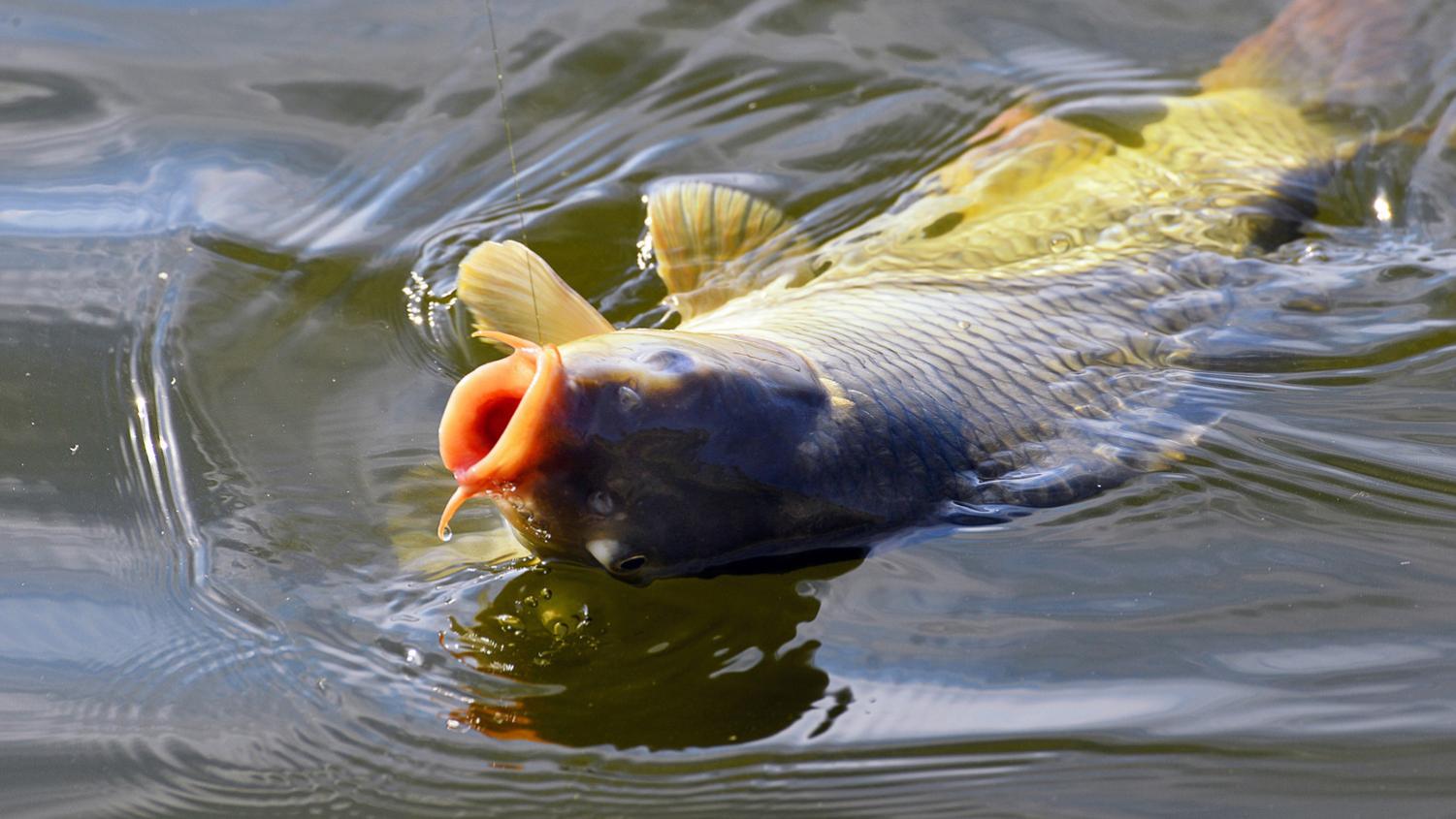 为什么鱼饵的效果不同？鱼饵效果不同的原因