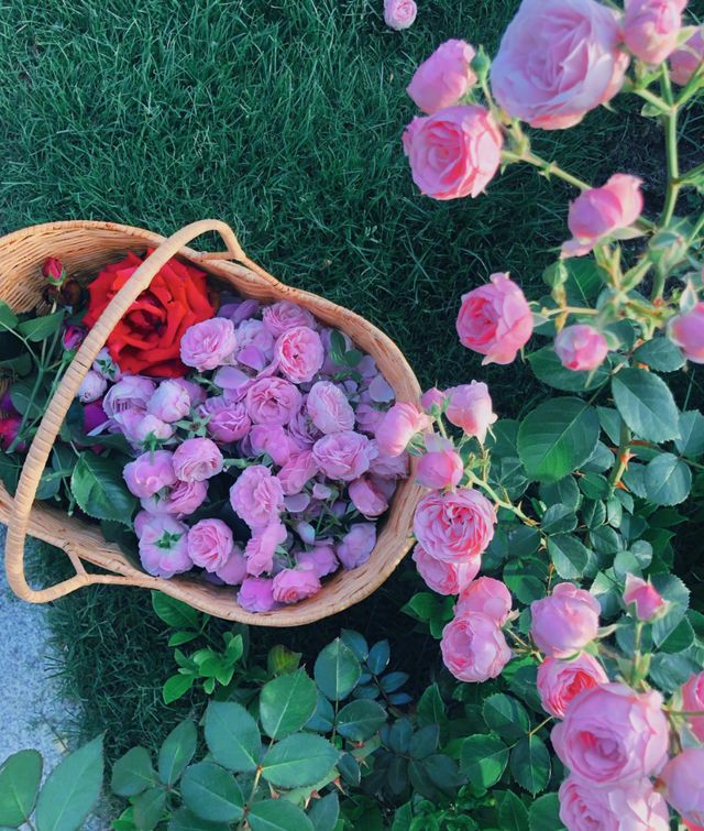 张馨予的豪宅火了，光靠一个菜园子就圈粉百万，网友：实名羡慕了