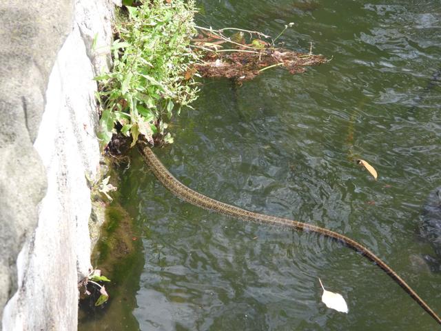 甩都甩不掉！浙江男子钓鱼钓到长蛇，无奈用船桨猛砸