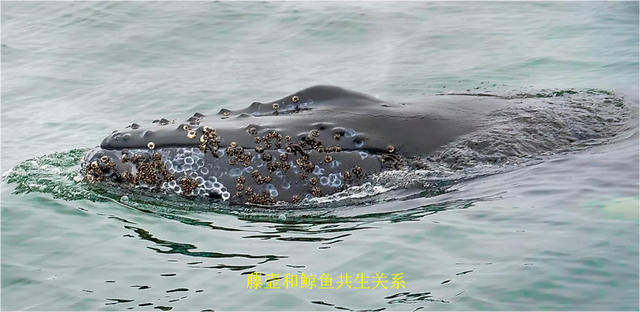 什么是生物共栖关系?看自然界中生物共栖的10个例子