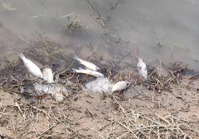 |贾鲁河出现大量死鱼,钓鱼人:钓鱼时感觉鱼竿带电,地球出了问题