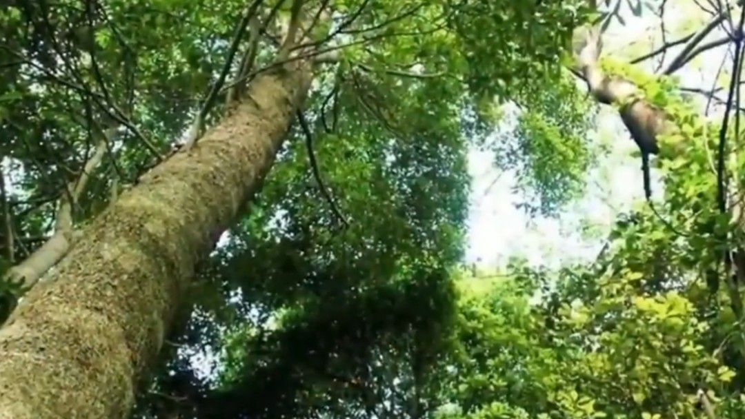 为什么金丝楠木这么金贵 到底贵在哪儿