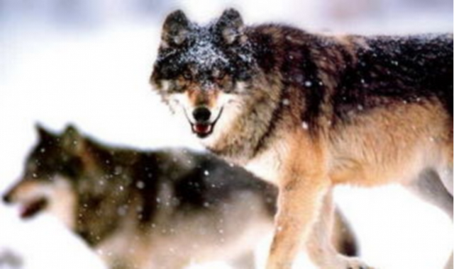 华为|任正非：就算赔掉10亿，也要把7000名老员工开除，跟不上企业发展