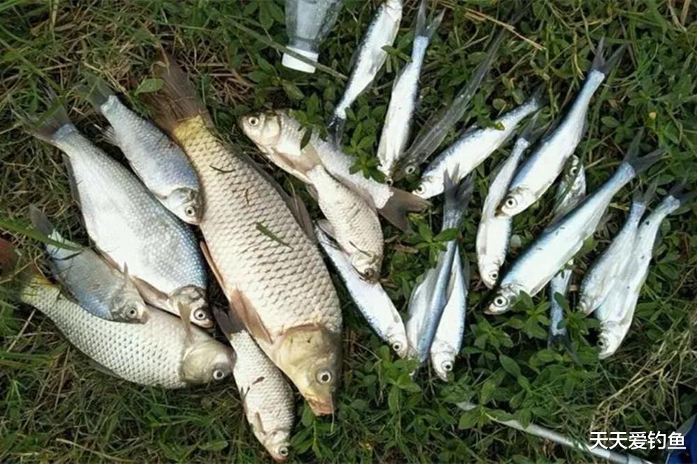 夏季钓鱼，2种钓法必须学会，大鱼小鱼全部通杀