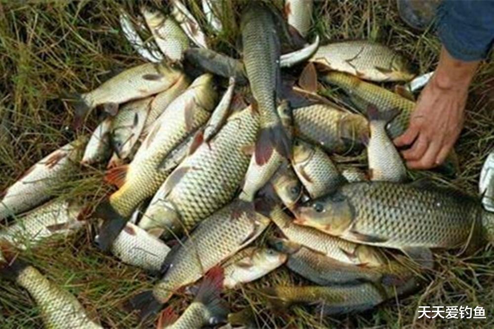 夏季钓鱼，饵料被小鱼“截杀”？试试这2种钓法