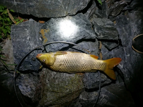 |夏季夜钓鲤鱼该如何进行？