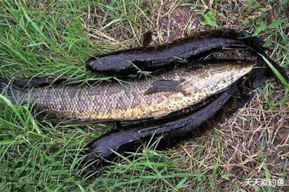 |夏天钓黑鱼，几种民间“土钓法”，简单又好用