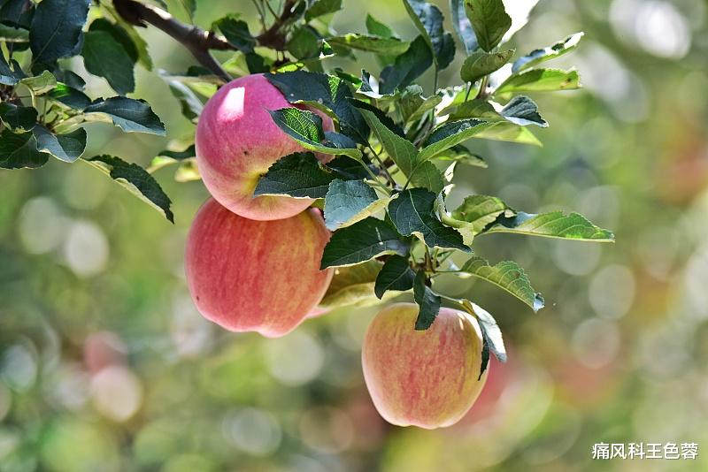 |不吃药降尿酸?三种水果帮你搞定