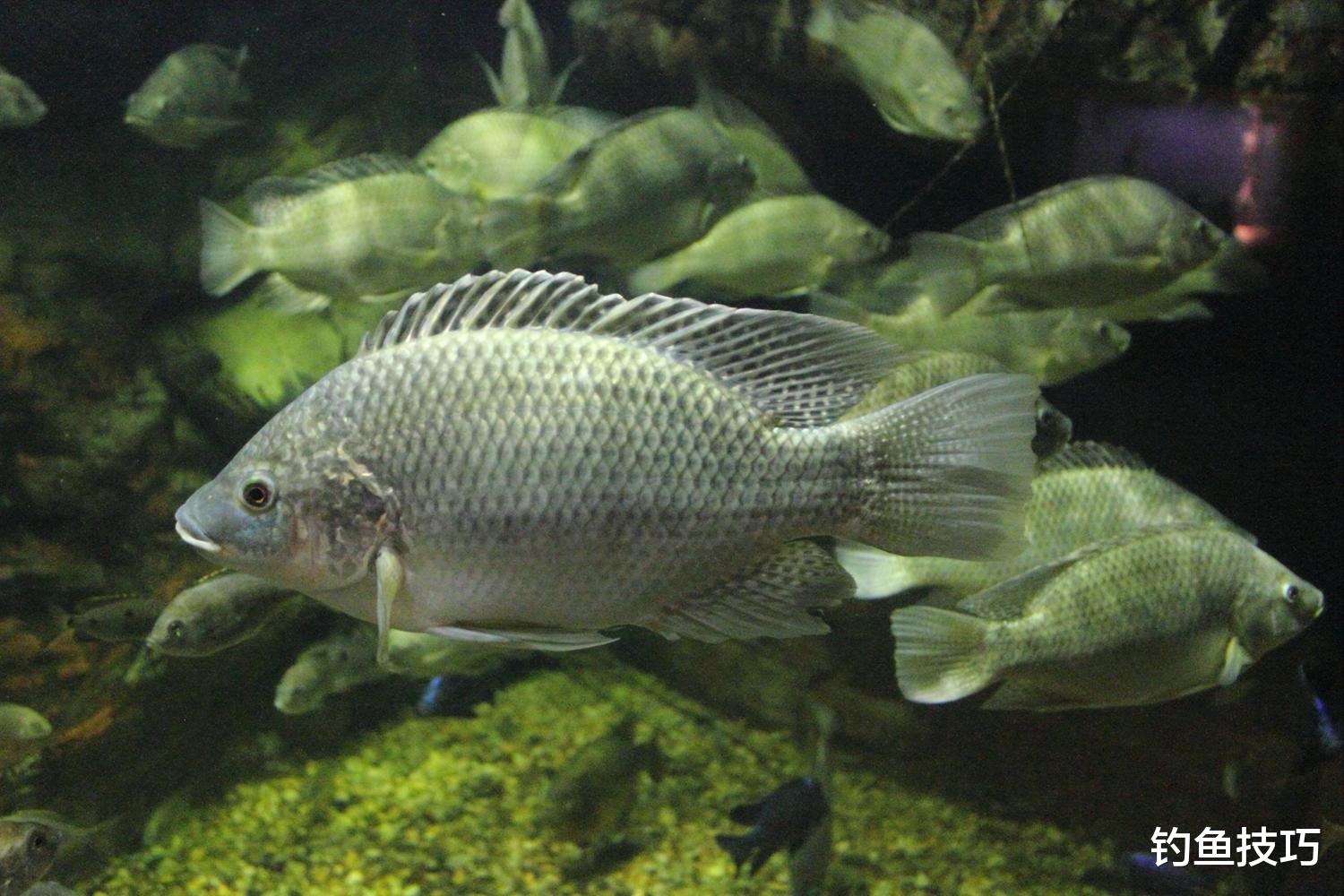 |冬天钓大罗非鱼的4个秘诀,南方的钓友们一定要学会