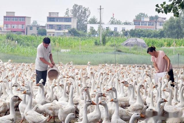 鹅蛋|鹅蛋为啥少有人吃？也很少有鹅蛋卖？我也是刚知道，真的涨知识了