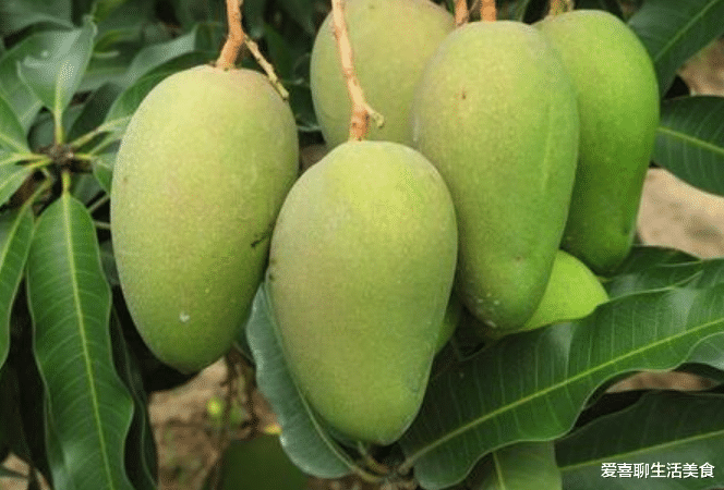水果|芒果也分公母？对！买芒果要选公的买，教你6招，包你挑到的芒果，肉多核小，香甜多汁