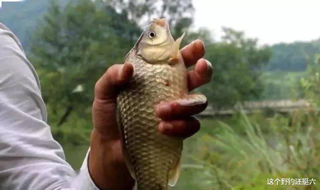 鲫鱼|鱼为何越钓越小?春钓大板鲫该有的样子:浅中钓远与钓窝边相结合