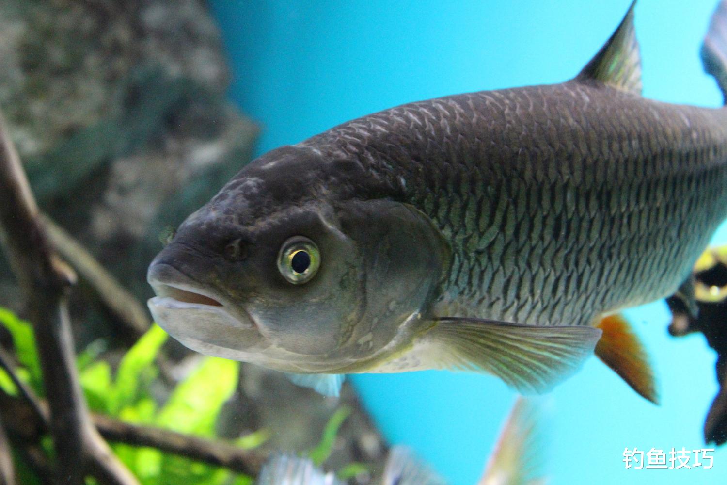 深冬时节淡水鱼的5个习性,冬季钓鱼须掌握