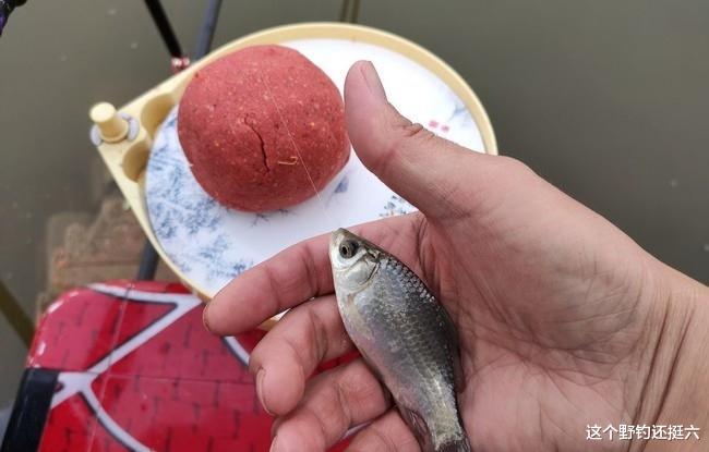 夏季钓鲫鱼如何抽好频率?你抽频率是虚有其表吗?需正视哪些问题