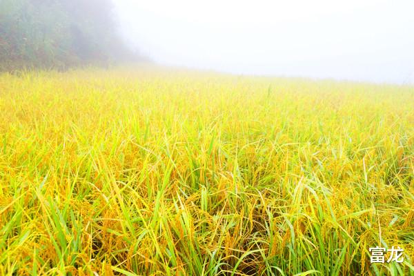 梯田|烟雨紫鹊界，“梯田王国”的梯田去哪儿了！