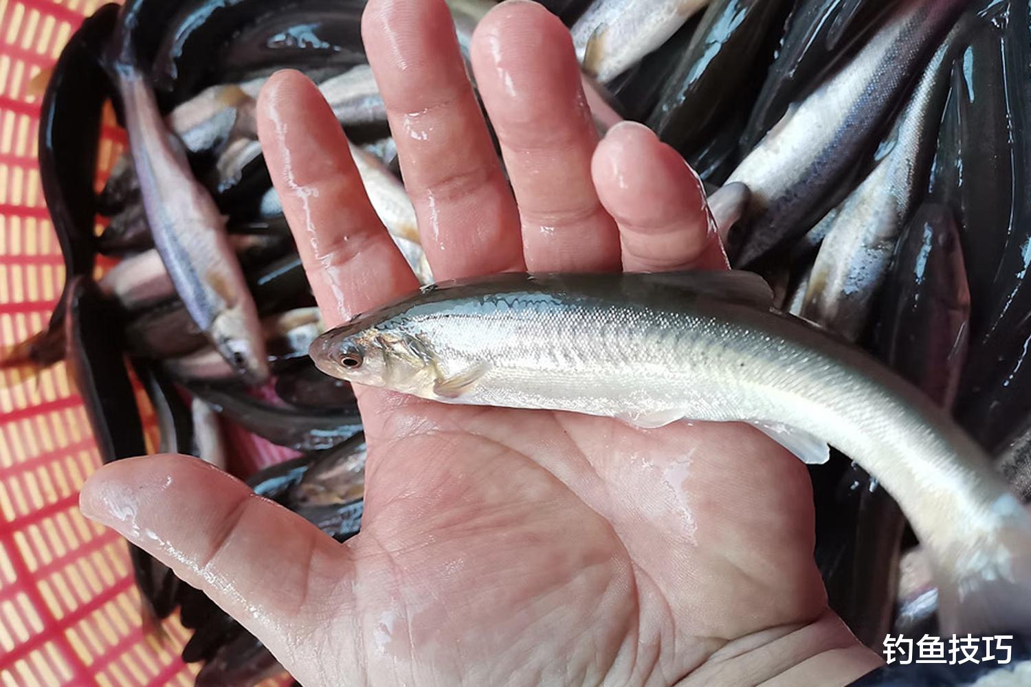 冬天黑坑柳根鱼的5钓5不钓，可大幅增加鱼获