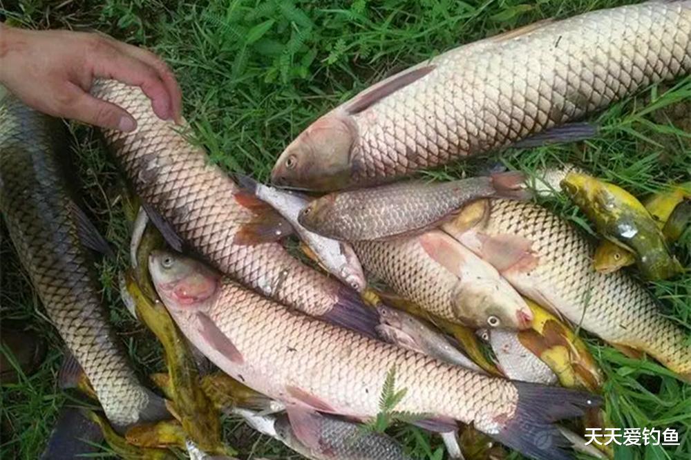 饵料|手竿钓草鱼，钓底好还是钓浮好？注意调漂也不是一个路数