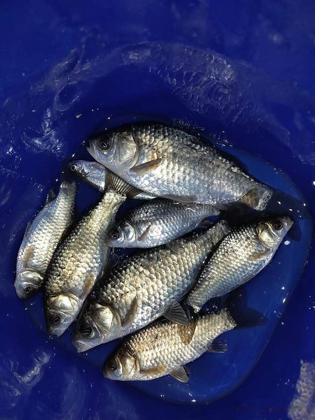 鲫鱼|钓鱼日记——2023年4月18日(出水口夜钓)