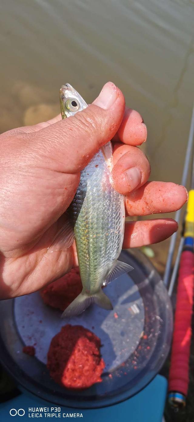 饵料|当隔夜窝遇上通杀腥,喜迎冬日小爆护