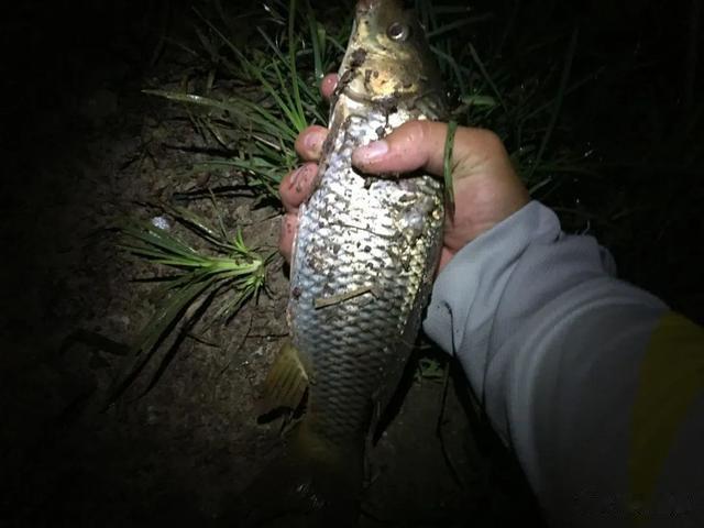 饵料|夏天一定要用香饵吗?不黑不吹,遇到这几种情况腥饵更好用