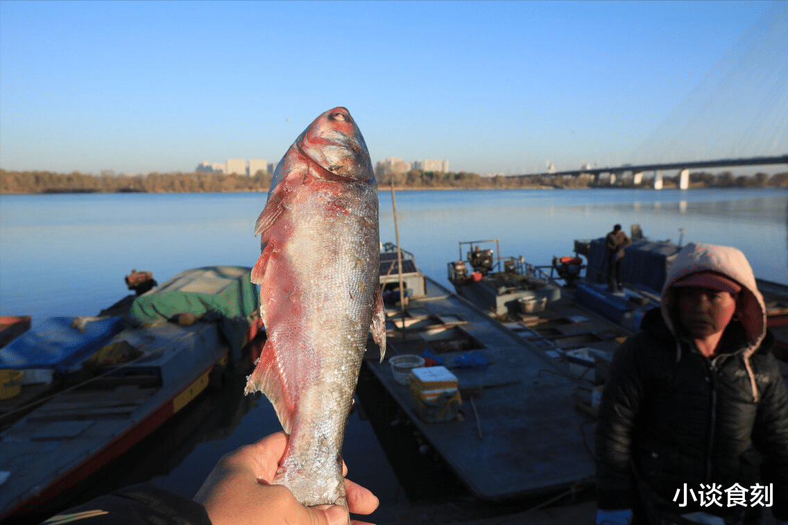 |“鲢鱼”得罪了谁?为啥现在很少有人吃?养殖的也少了?建议了解