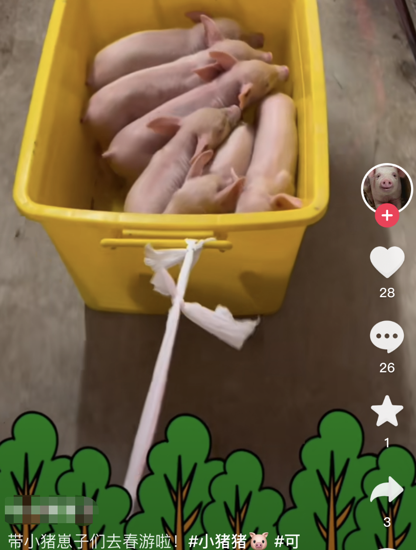 00后|“00后，社恐，反内卷”，女大学生进厂养猪，底薪4000没事就旅游