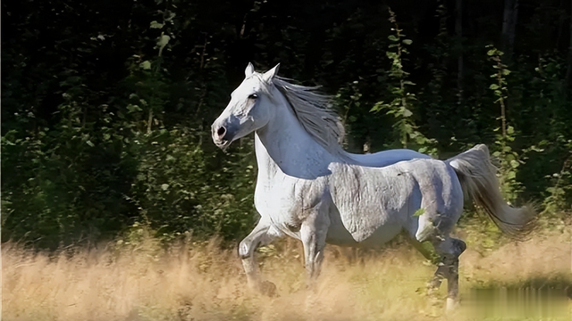 马肉|马肉鲜美,全球每年有470万匹马被屠宰,国人为什么很少吃马肉?