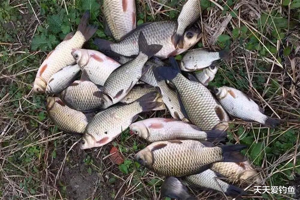 鱼竿|3种飞铅钓法，夏季钓鱼不会玩飞铅，渔获少了9成