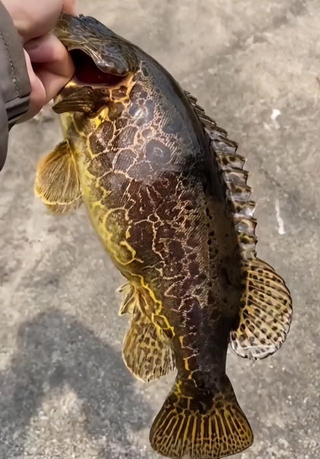 钓鱼|从长江边“千人垂钓”看“中国钓鱼人达1.4亿”，会把鱼钓光吗？