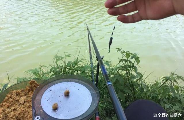 鲤鱼钓不到鲫鱼钓不多？做窝缺乏应变是根源，别再白瞎了好钓位！