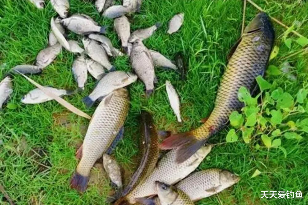 2种常见野钓饵料,朴素中带着神奇,出门钓鱼必带一种