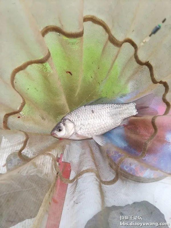 鲤鱼|断崖式降温,巧搭饵料擒斤鲫