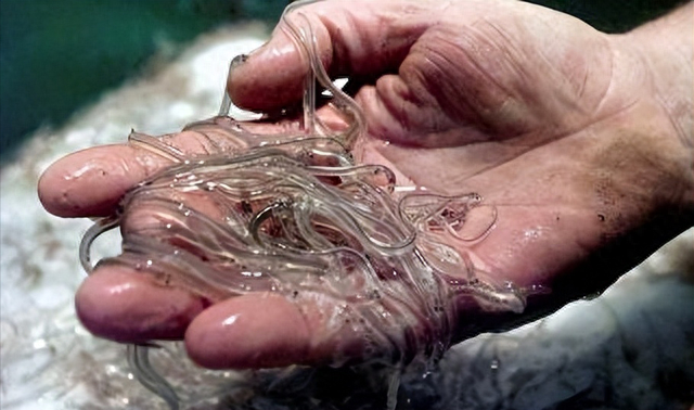 鳗鱼|曾经是猪饲料,现在却被卖到1万一斤,被誉为“西班牙国菜”?