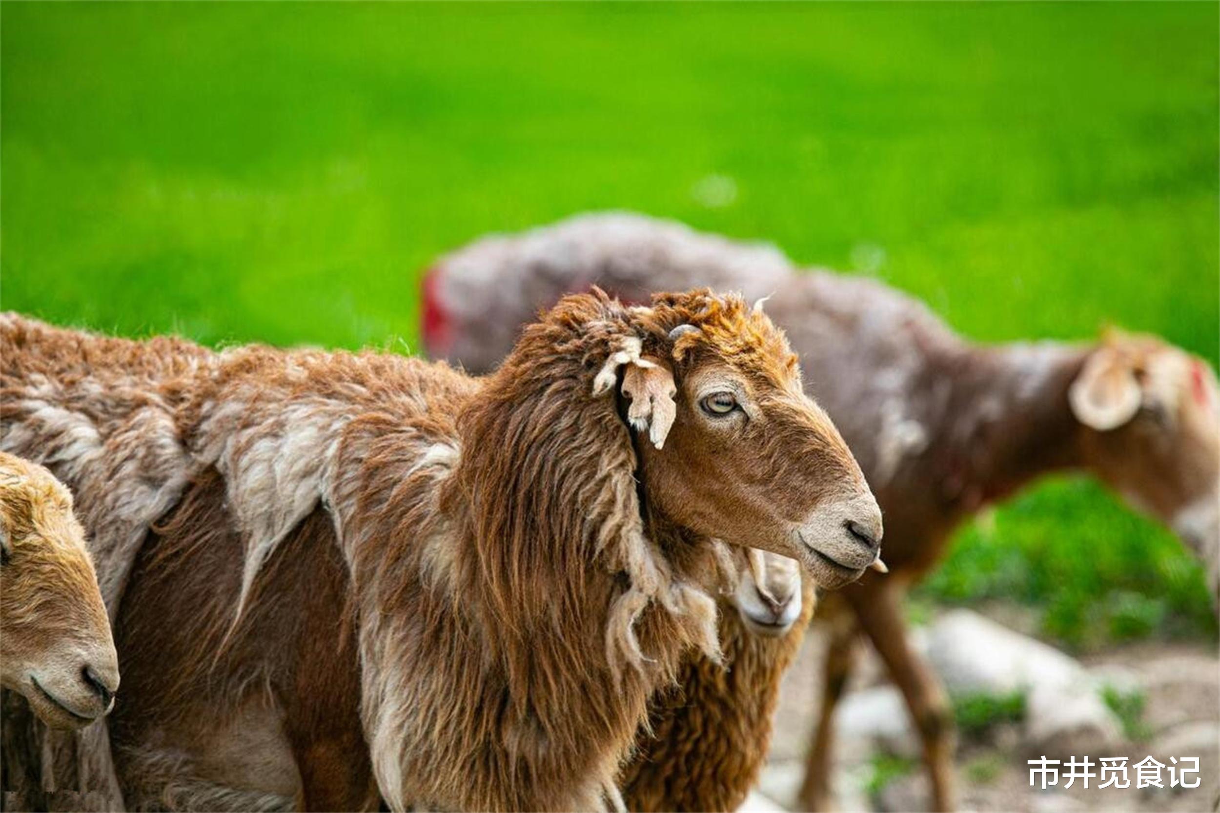 羊肉|中国羊肉排行榜,北方8种,南方2种,都是鲜嫩不膻的好羊肉